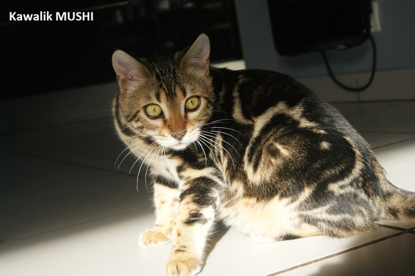 femelle brown marbré